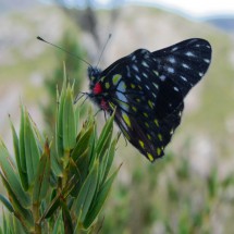 Bottom side of the beautiful Butterfly